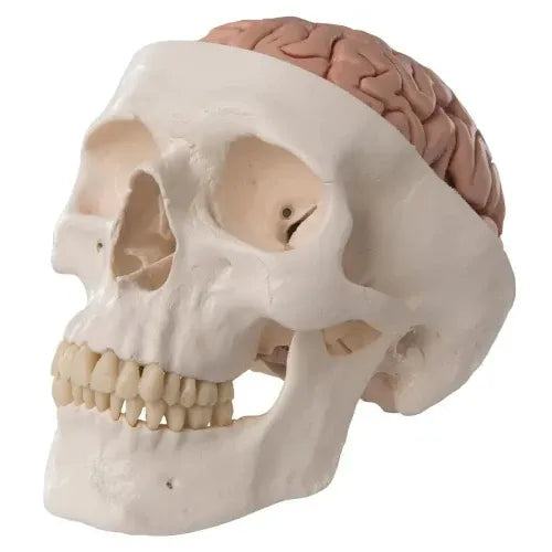Medical Skull Model with 8 Part Brain for Anatomy Teaching