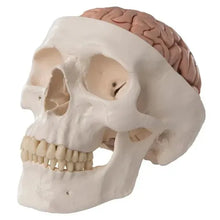Medical Skull Model with 8 Part Brain for Anatomy Teaching