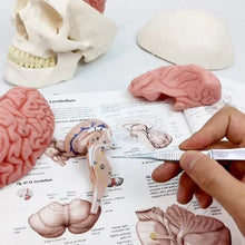 Medical Skull Model with 8 Part Brain for Anatomy Teaching