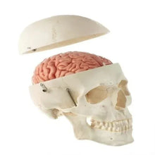 Medical Skull Model with 8 Part Brain for Anatomy Teaching