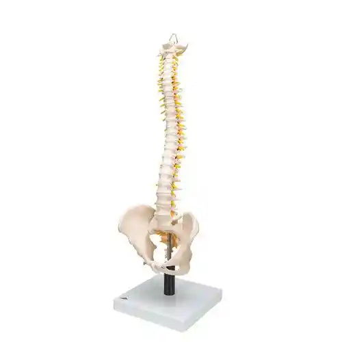 Mini Spine Model with Intervertebral Discs 40 cm