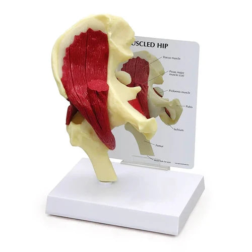 Size Muscled Hip Joint Model with Ligaments