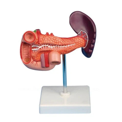 Life-Size Pancreas and Spleen Model with Duodenum