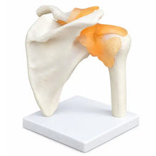 Human Shoulder Joint Model with Flexible Ligaments