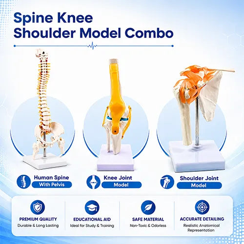 Spine Knee Shoulder Model Combo for Anatomy Training