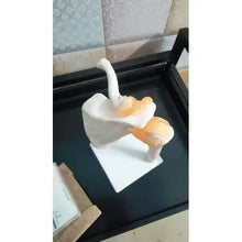Human Shoulder Joint Model with Flexible Ligaments