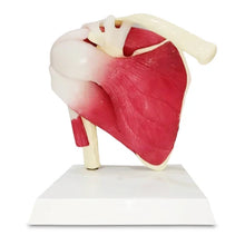 Life-Size Shoulder Joint with Fixed Muscles Model