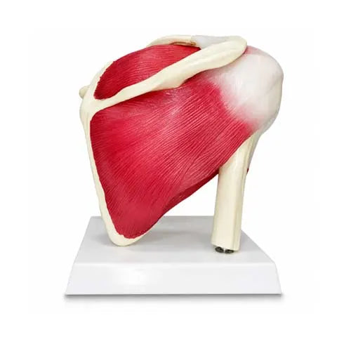 Life-Size Shoulder Joint with Fixed Muscles Model