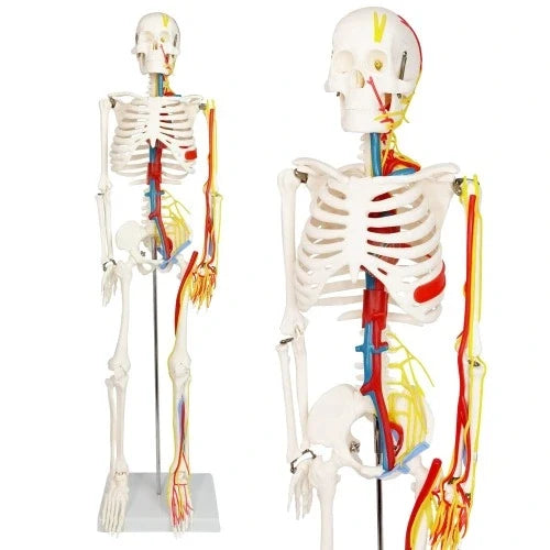 Human Skeleton Model 85 cm with Nerves and Blood Vessels