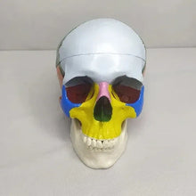 Adult Colored Human Skull Model for Anatomy Teaching