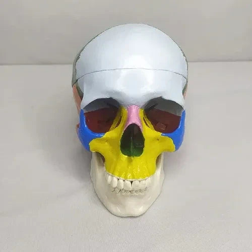 Adult Colored Human Skull Model for Anatomy Teaching