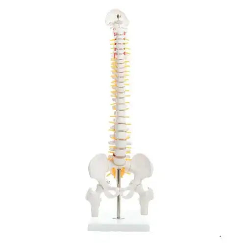 Human Mini Spinal Column Model with Femur Head