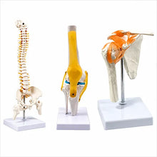 Spine Knee Shoulder Model Combo for Anatomy Training