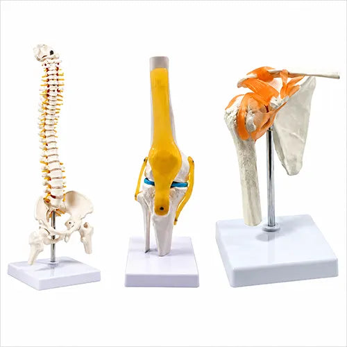 Spine Knee Shoulder Model Combo for Anatomy Training
