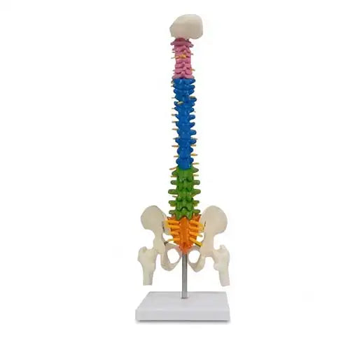 Mini Coloured Spine Model 45 cm Tall for Anatomy Teaching