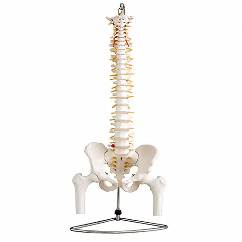 Full-Length Spine Model with Pelvis & Stable Stand