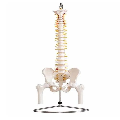 Spine Model with Pelvis and Femur Heads for Teaching