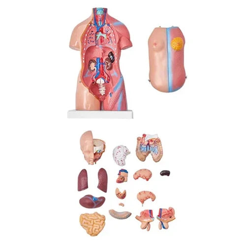 Mini Torso Model 50 cm with 23 Removable Parts