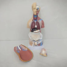 Mini Torso Model 50 cm with 23 Removable Parts