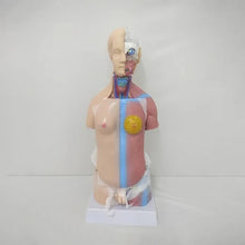 Mini Torso Model 50 cm with 23 Removable Parts