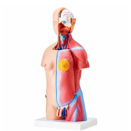 Mini Torso Model 50 cm with 23 Removable Parts