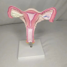 Magnified Uterus Model Deluxe Quality for Anatomy Teaching