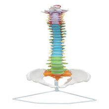 Vertebral Column Flexible Painted Life Size 85 cm Model