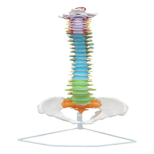 Vertebral Column Flexible Painted Life Size 85 cm Model