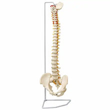 Vertebral Column Flexible Model Life Size PVC