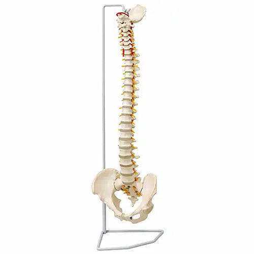 Vertebral Column Flexible Model Life Size PVC