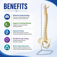 Vertebral Column Flexible Model Life Size PVC