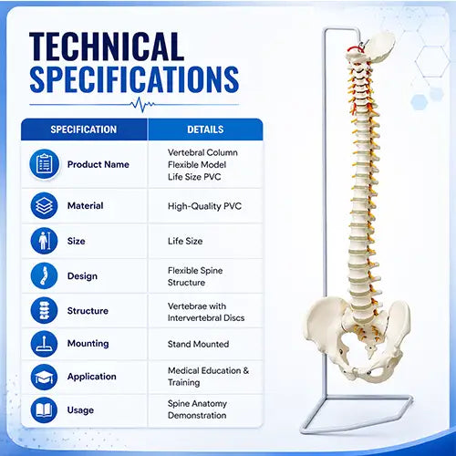 Vertebral Column Flexible Model Life Size PVC