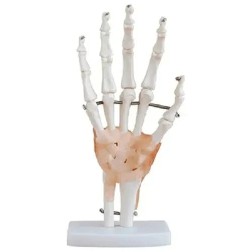 Hand Wrist Joint Model with Ligaments for Teaching